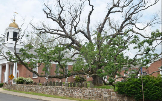 A 600-year old Oak in New Jersey
